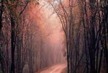 欧博:最强的三当家!奥斯汀 - 里夫斯,湖人第三巨头.